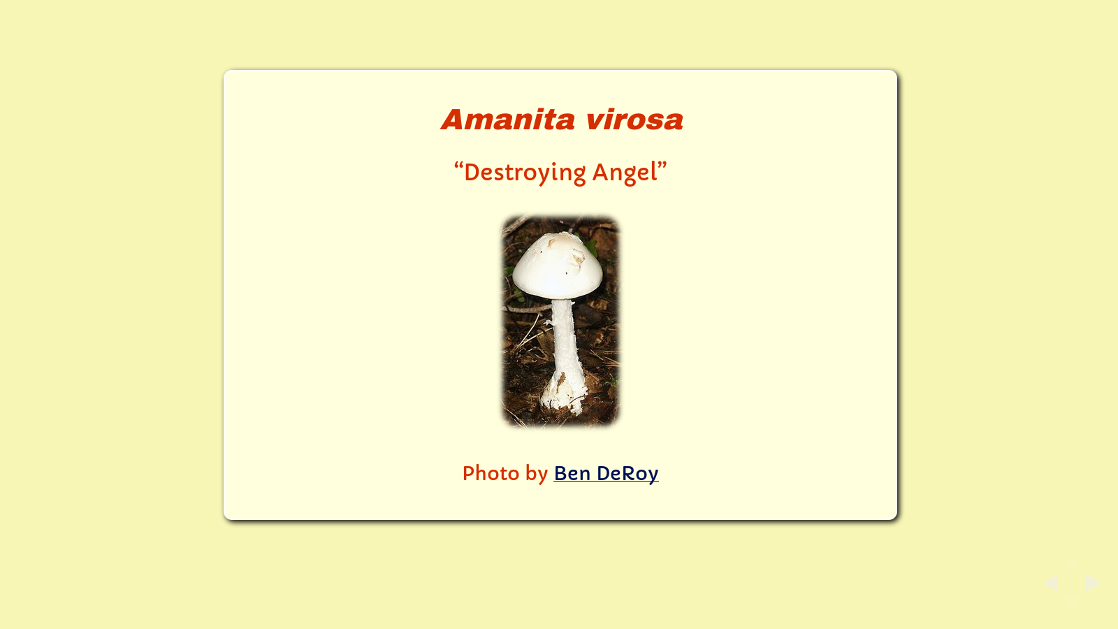 Slide: Amanita virosa